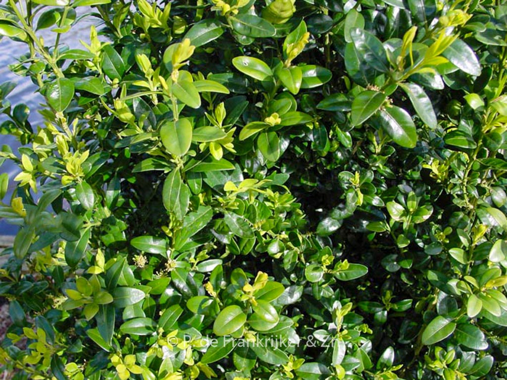 Buxus sempervirens ‘Pyramidalis’