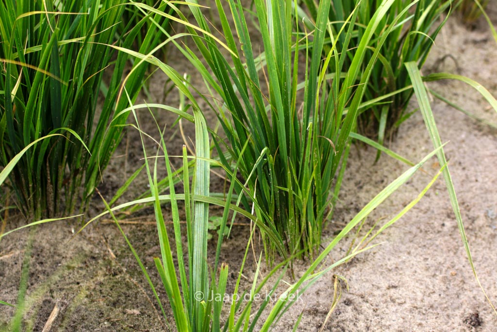 Calamagrostis acutiflora ‘Waldenbuch’