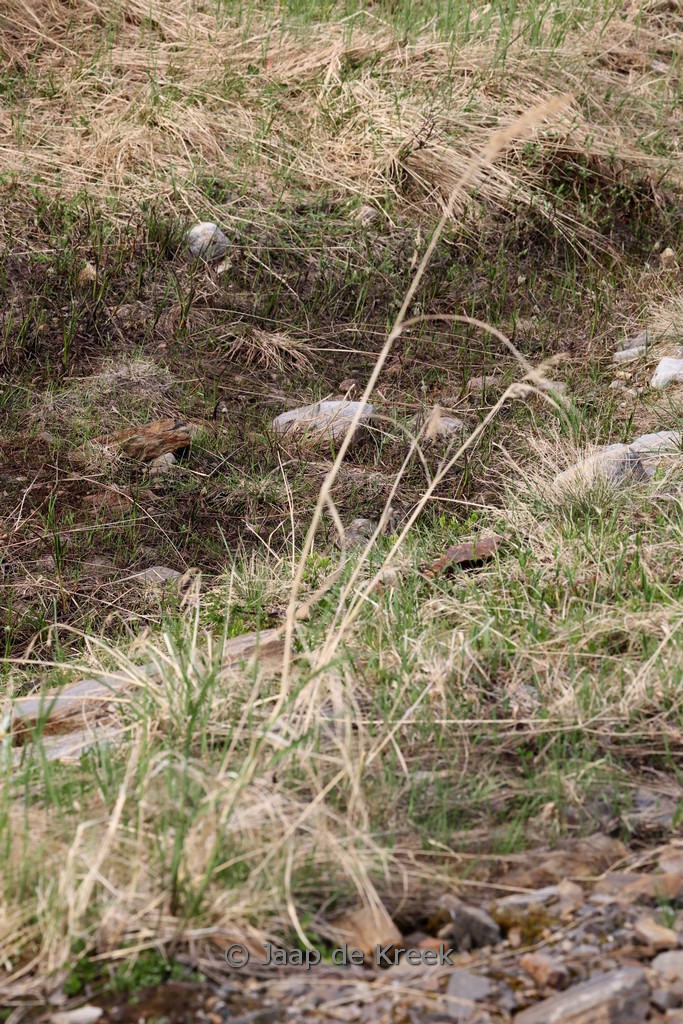 Calamagrostis epigejos