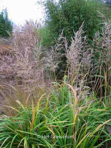 Calamagrostis sp. ‘Korea’