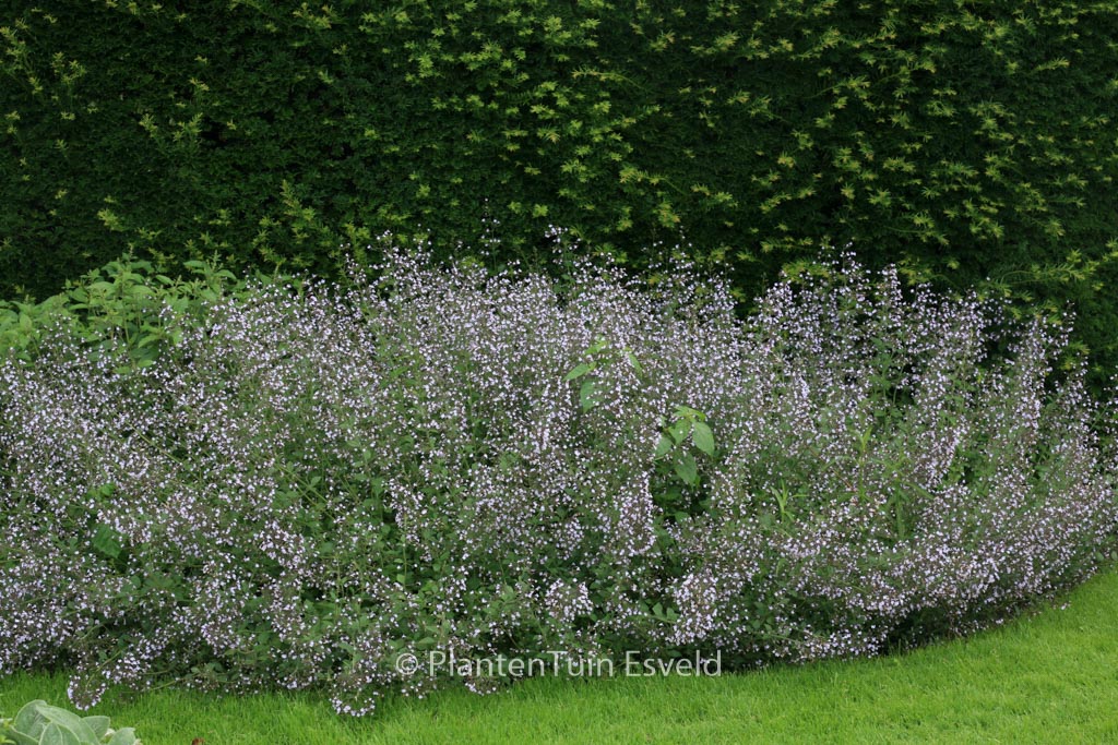 Calamintha nepeta ‘Blue Cloud’