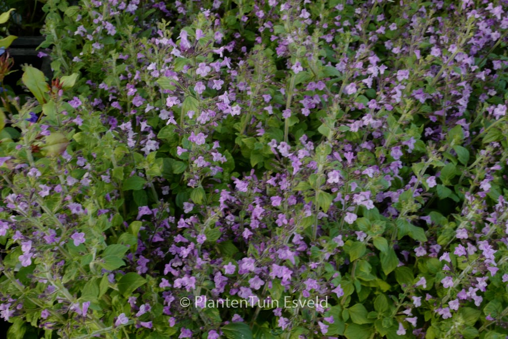 Calamintha nepeta ‘Marvelette Blue’