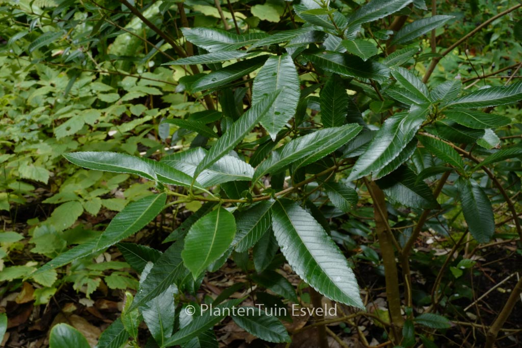 Caldcluvia paniculata