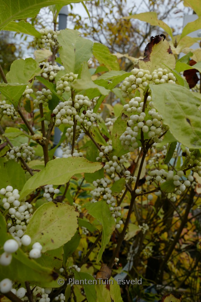 Callicarpa bodinieri MAGICAL ‘Snowstar’