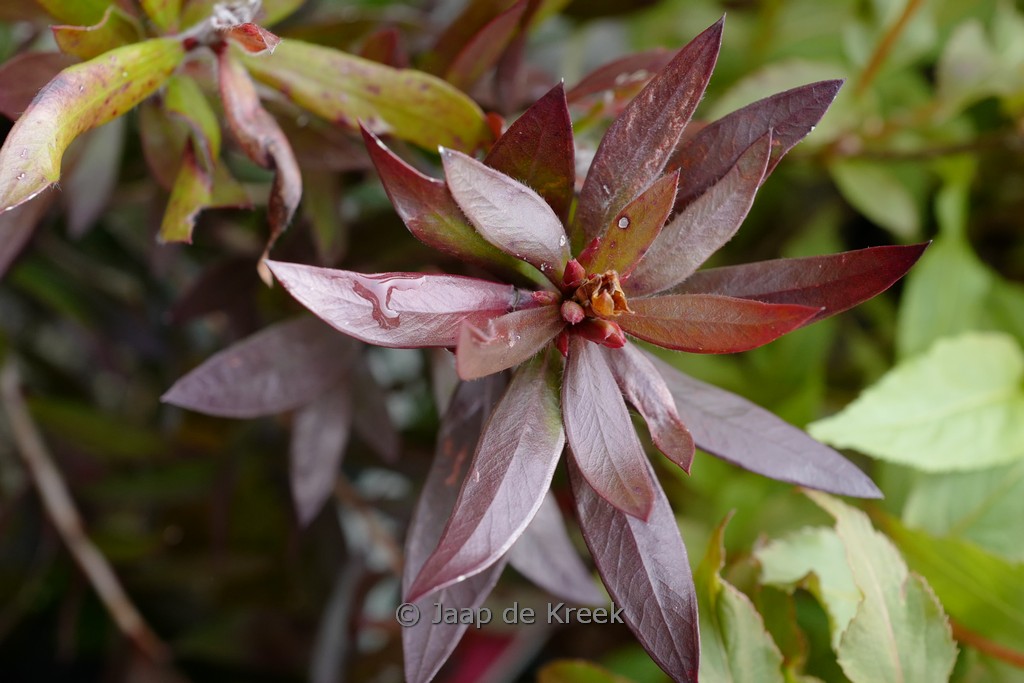 Callistemon ‘Red Rocket’