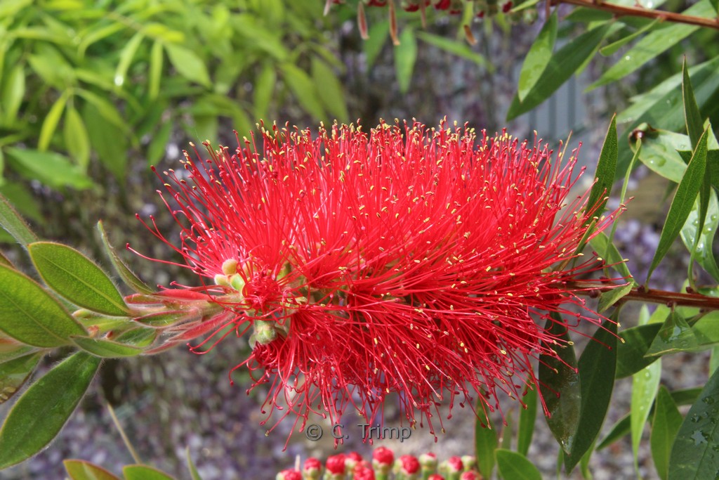 Callistemon citrinus