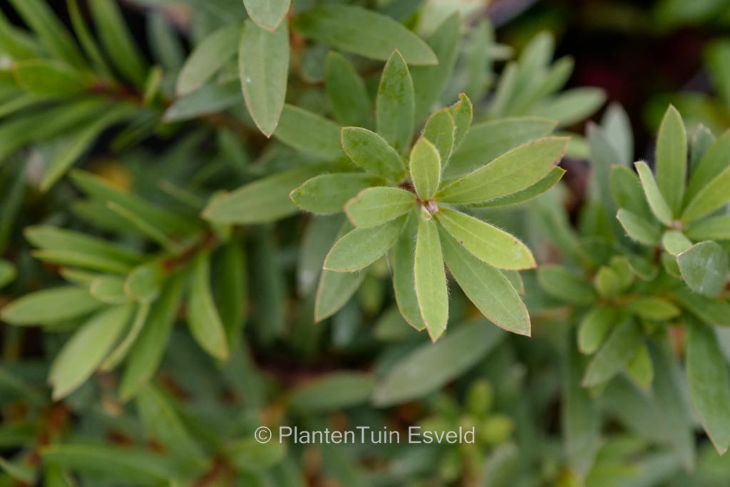 Callistemon viminalis ‘Little John’