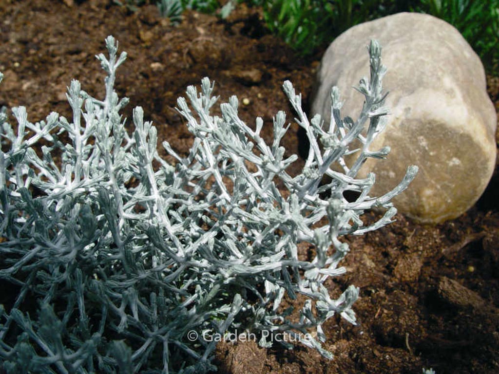 Calocephalus brownii