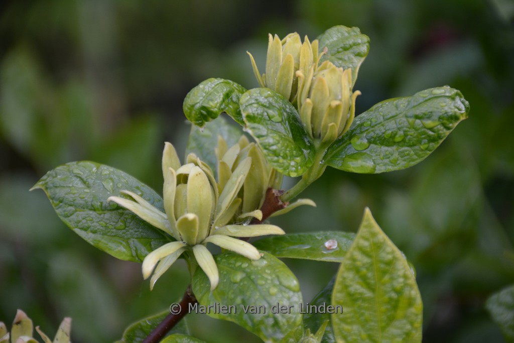 Calycanthus floridus ‘Athens’