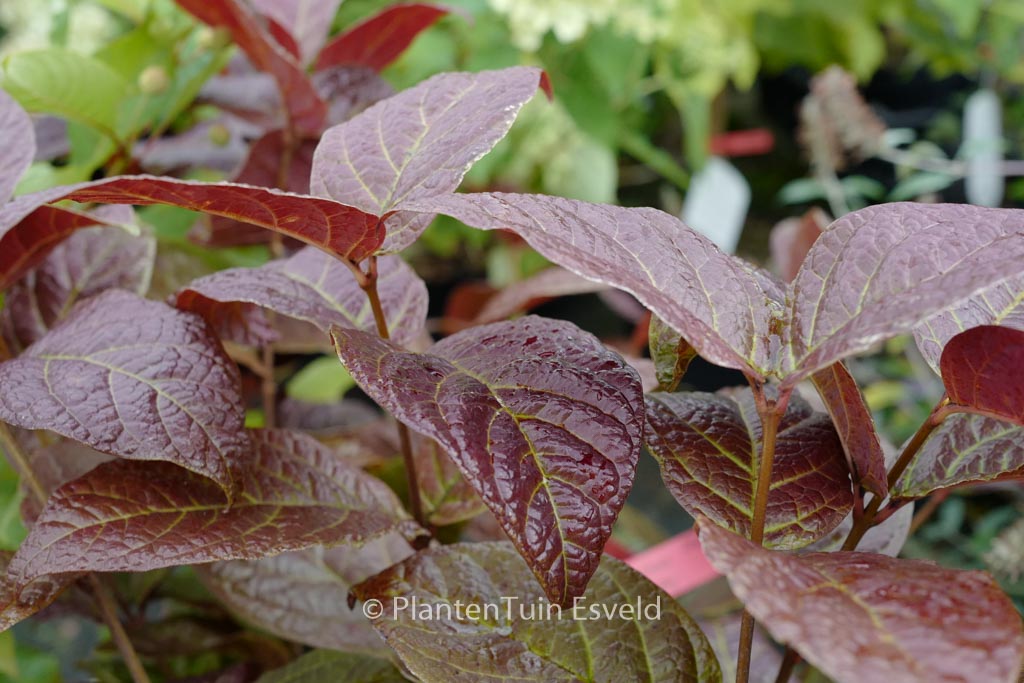 Calycanthus floridus ‘Foxy Lady’