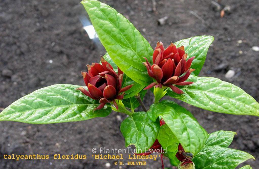 Calycanthus floridus ‘Michael Lindsay’