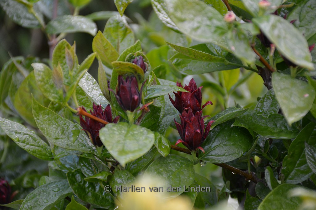 Calycanthus floridus