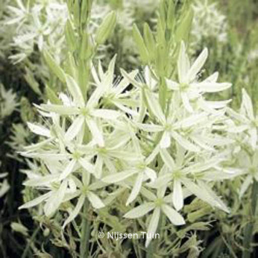 Camassia leichtlinii ‘Alba’