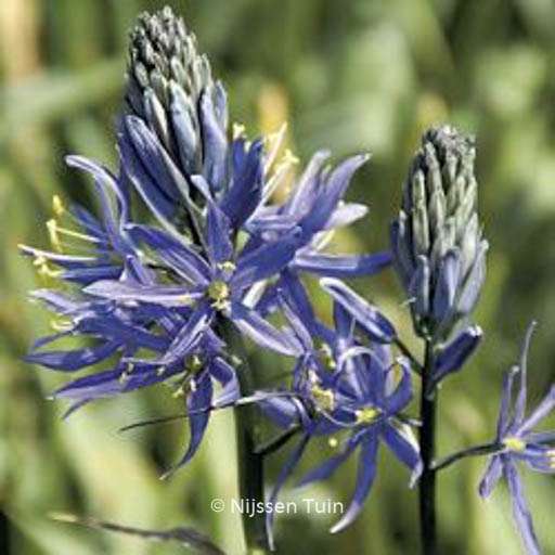 Camassia leichtlinii ‘Caerulea’