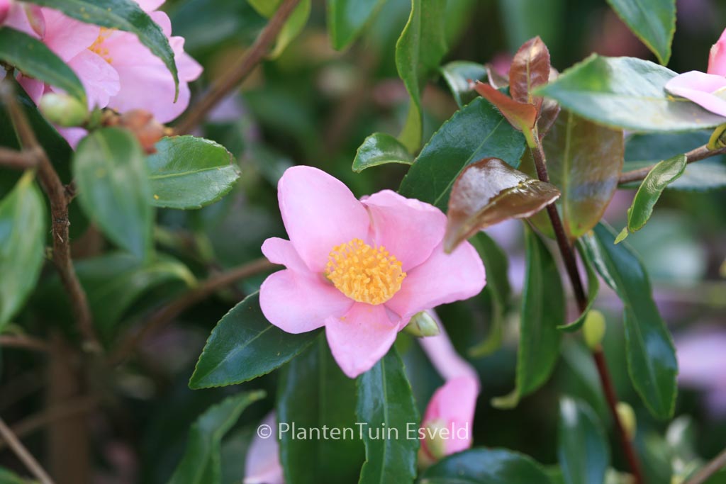 Camellia ‘Ashton’s Pride’