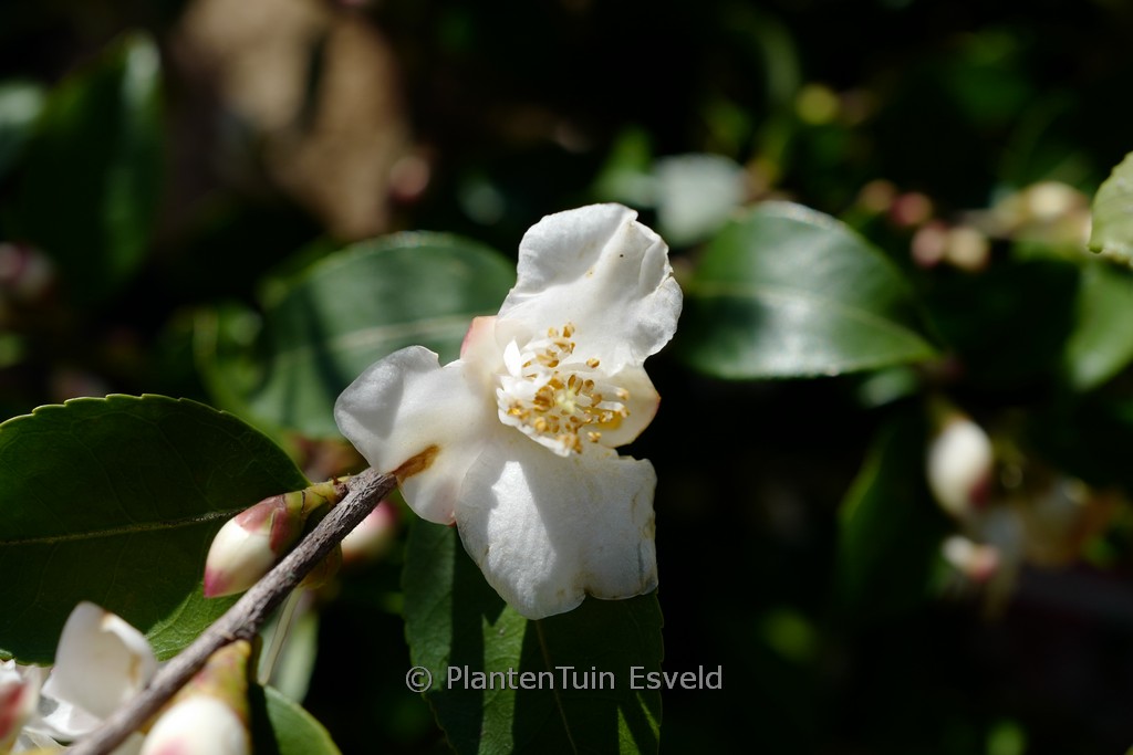 Camellia ‘Beauty Blush’