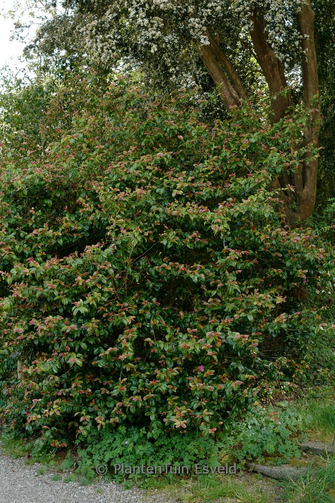 Camellia ‘Fragrant Pink’