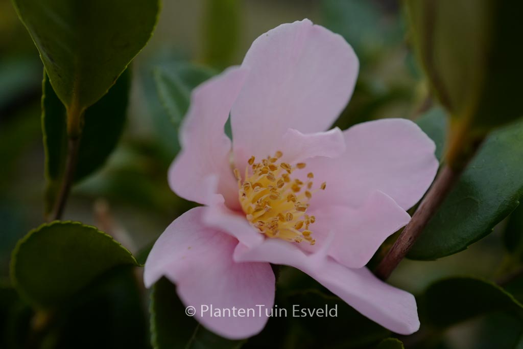 Camellia ‘Londontowne Blush’
