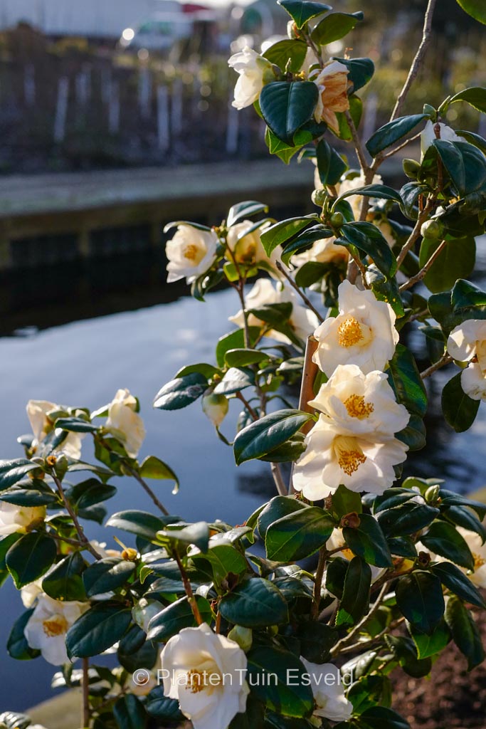 Camellia ‘Madame Lourmand’