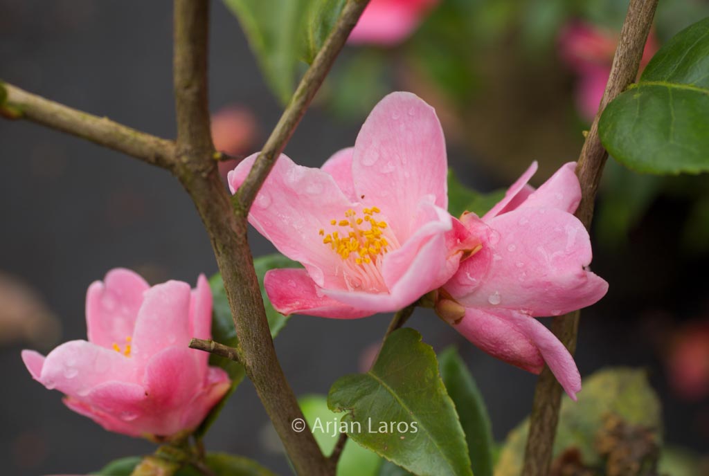 Camellia ‘Minato-no-akebono’