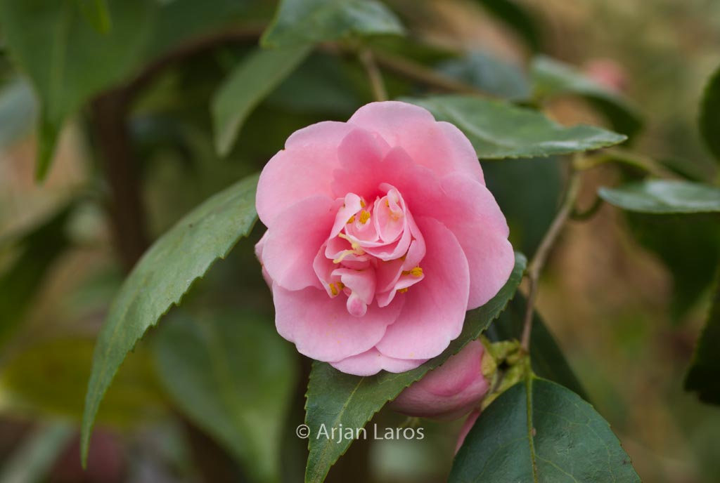 Camellia ‘Minato-no-hana’
