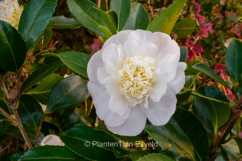 Camellia ‘Scented Snow’