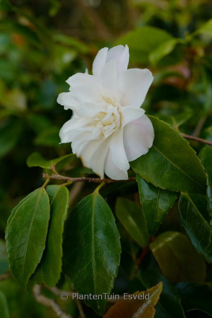 Camellia ‘Scentuous’