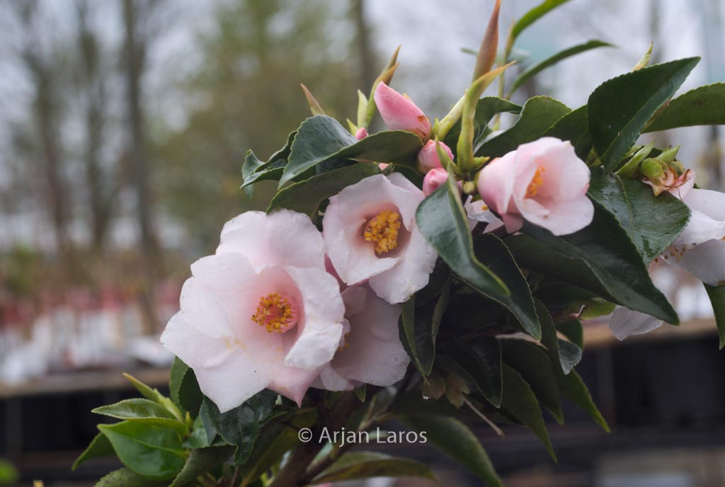 Camellia ‘Toki-hime’