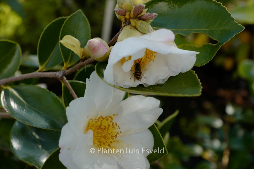 Camellia ‘Winter’s Hope’