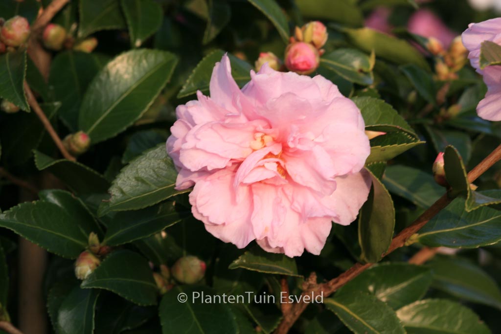 Camellia ‘Winter’s Peony’