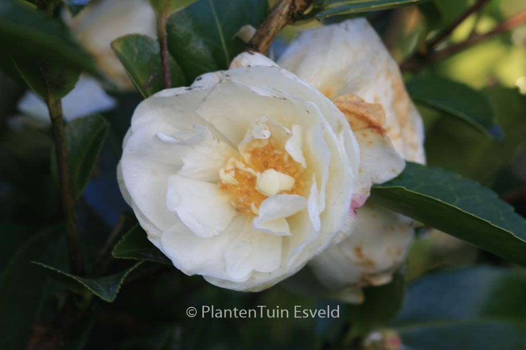 Camellia ‘Winter’s Snowman’