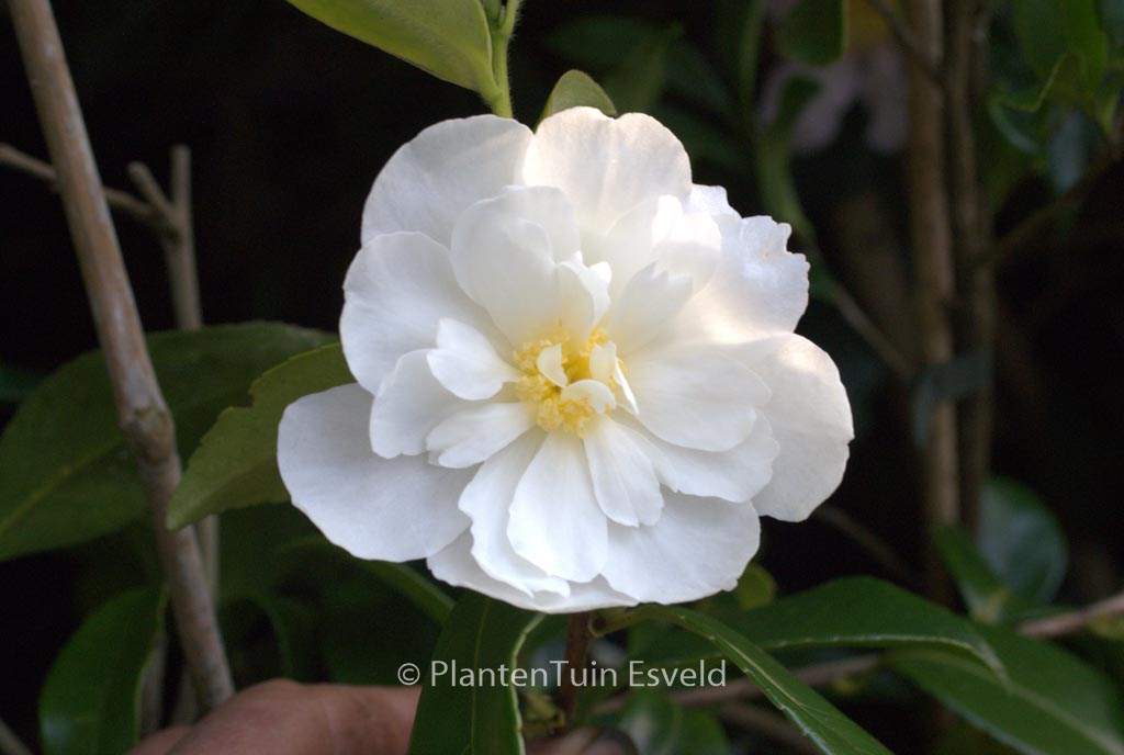 Camellia ‘Winter’s Waterlily’