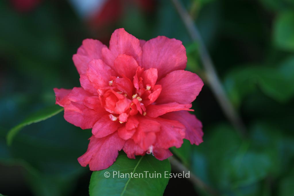 Camellia hiemalis ‘Bonanza’
