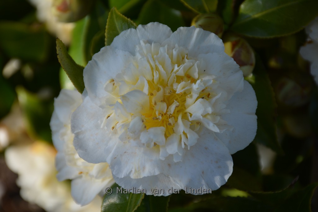 Camellia japonica ‘Alba Plena’