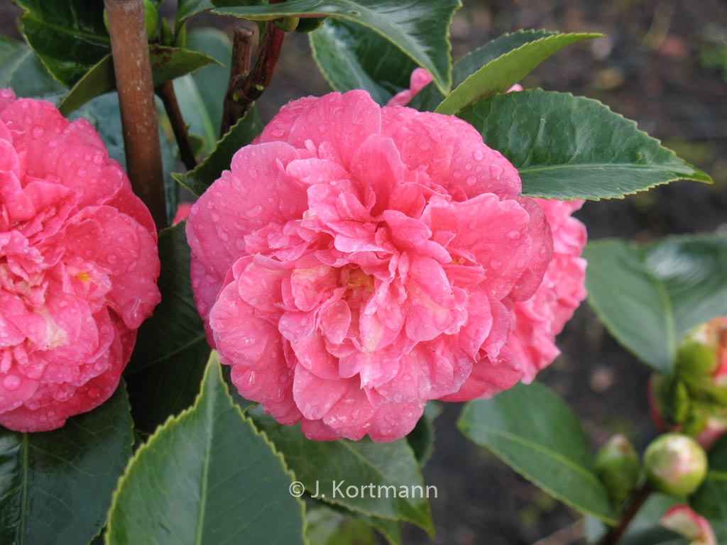 Camellia japonica ‘Albertii’