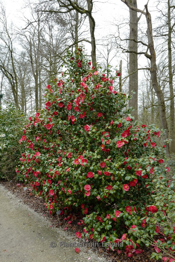 Camellia japonica ‘Alexander Hunter’