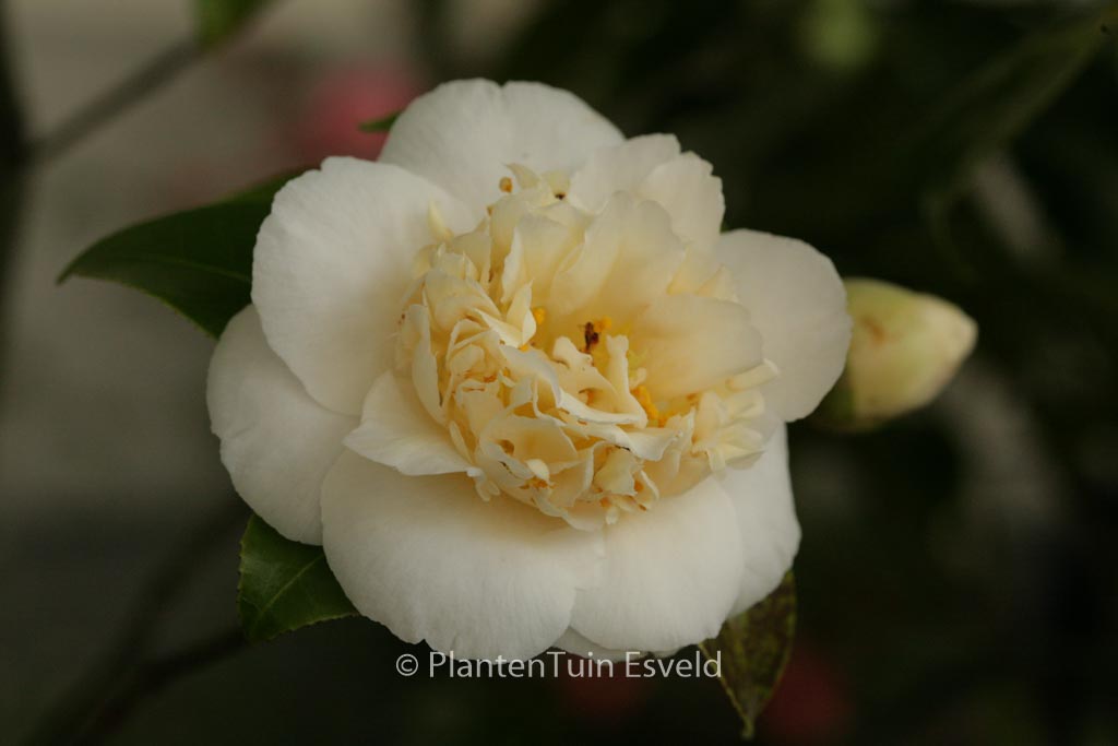 Camellia japonica ‘Brushfield’s Yellow’