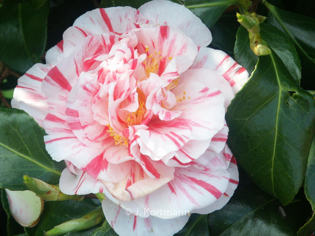 Camellia japonica ‘Chameleon’