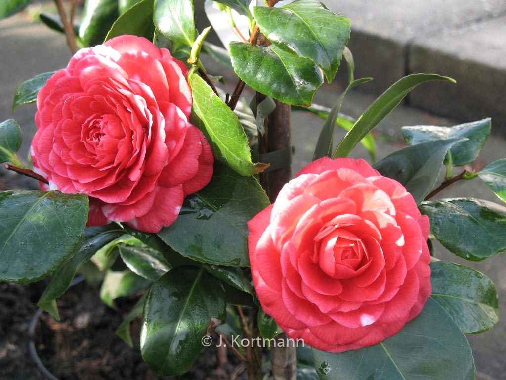 Camellia japonica ‘Coquettii’