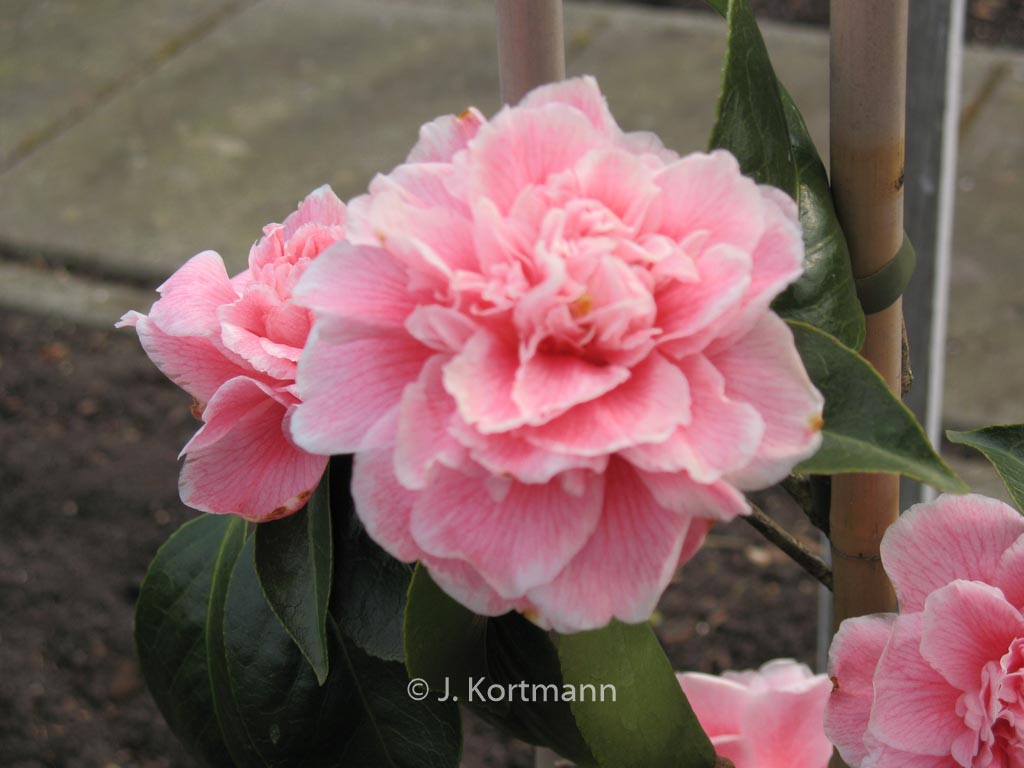 Camellia japonica ‘Dorothy James’