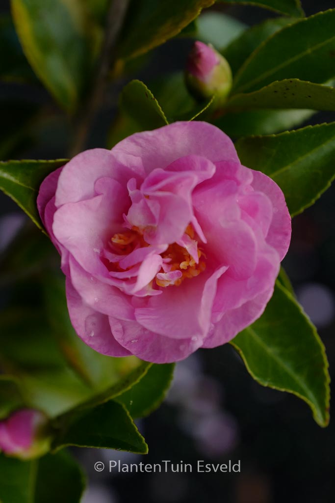 Camellia japonica ‘Fiori di Lago Maggiore’