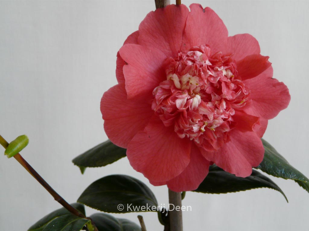 Camellia japonica ‘Fire ’n Ice’