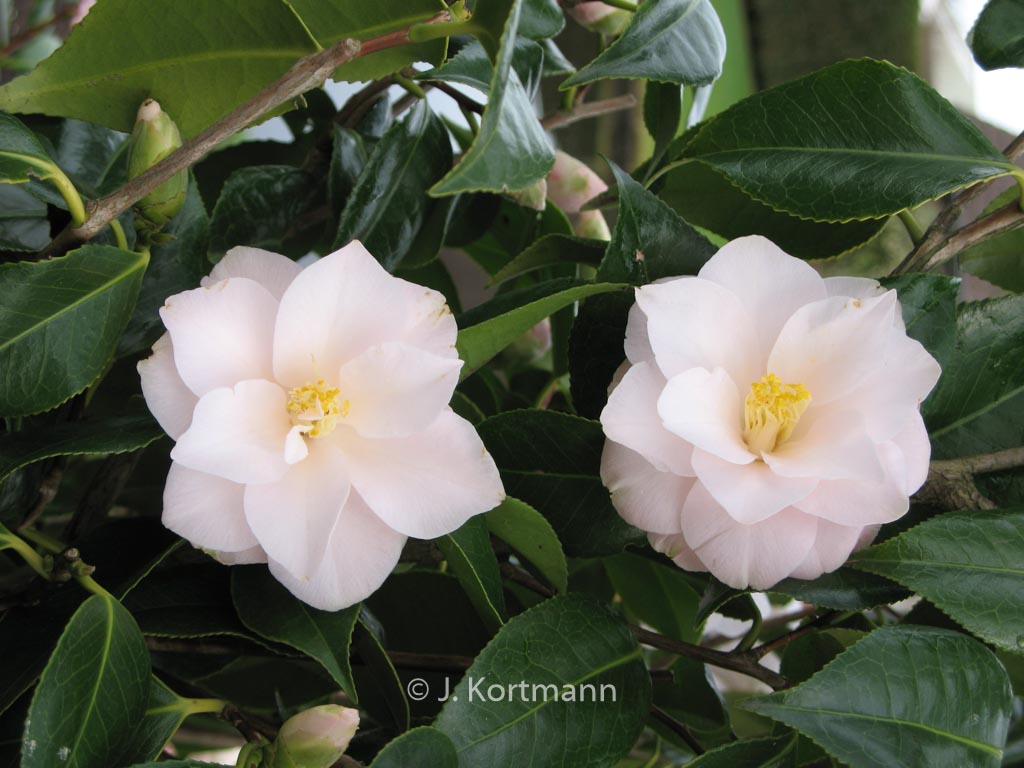 Camellia japonica ‘Hagoromo’