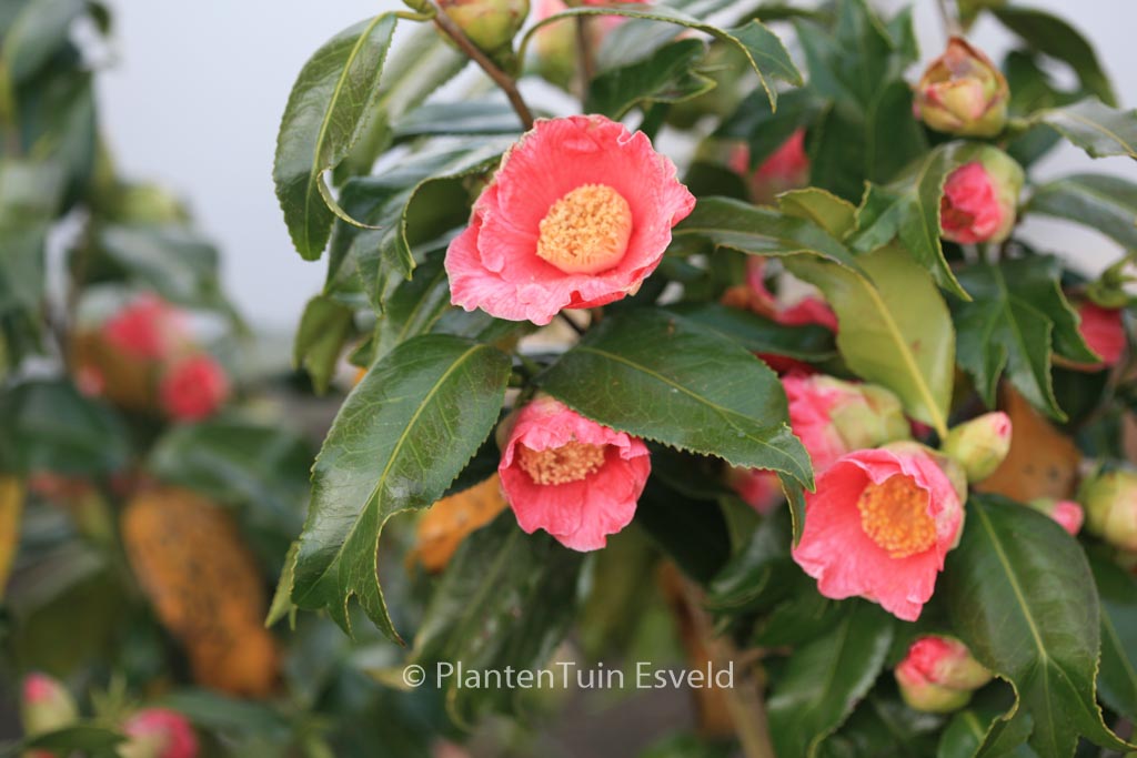 Camellia japonica ‘Kingyo-tsubaki’