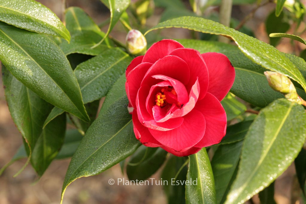 Camellia japonica ‘Kuro Delight’