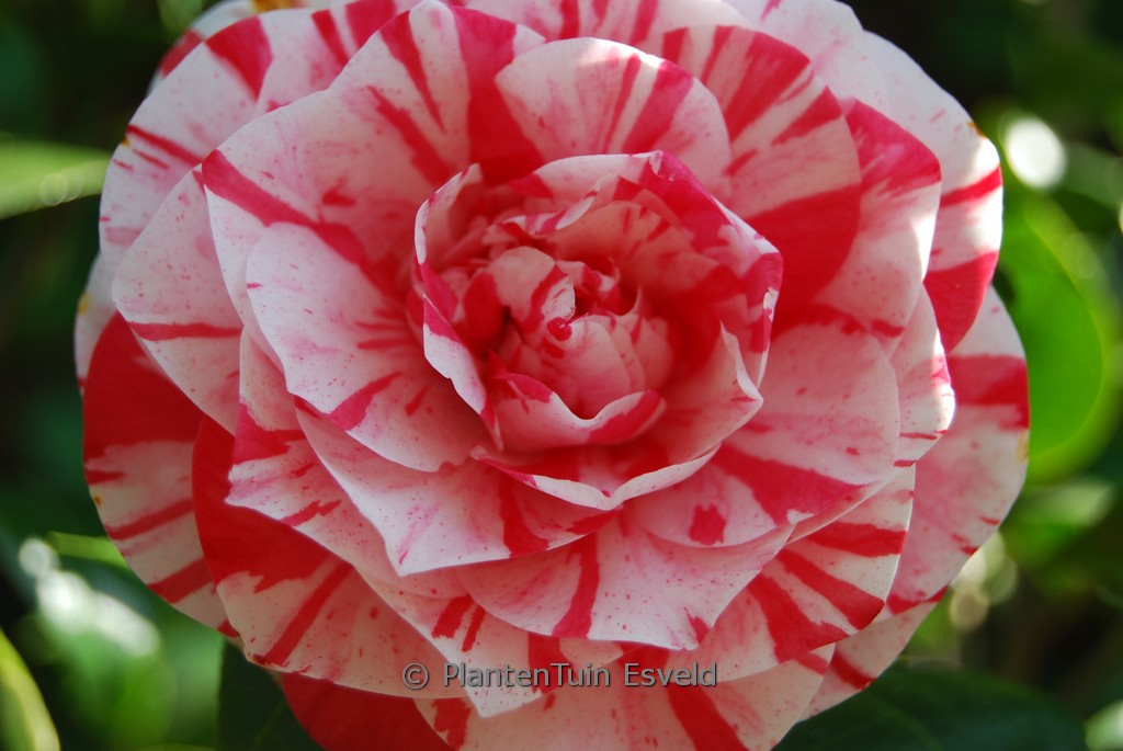 Camellia japonica ‘Lavinia Maggi’