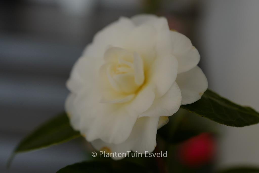 Camellia japonica ‘Lemon Drop’