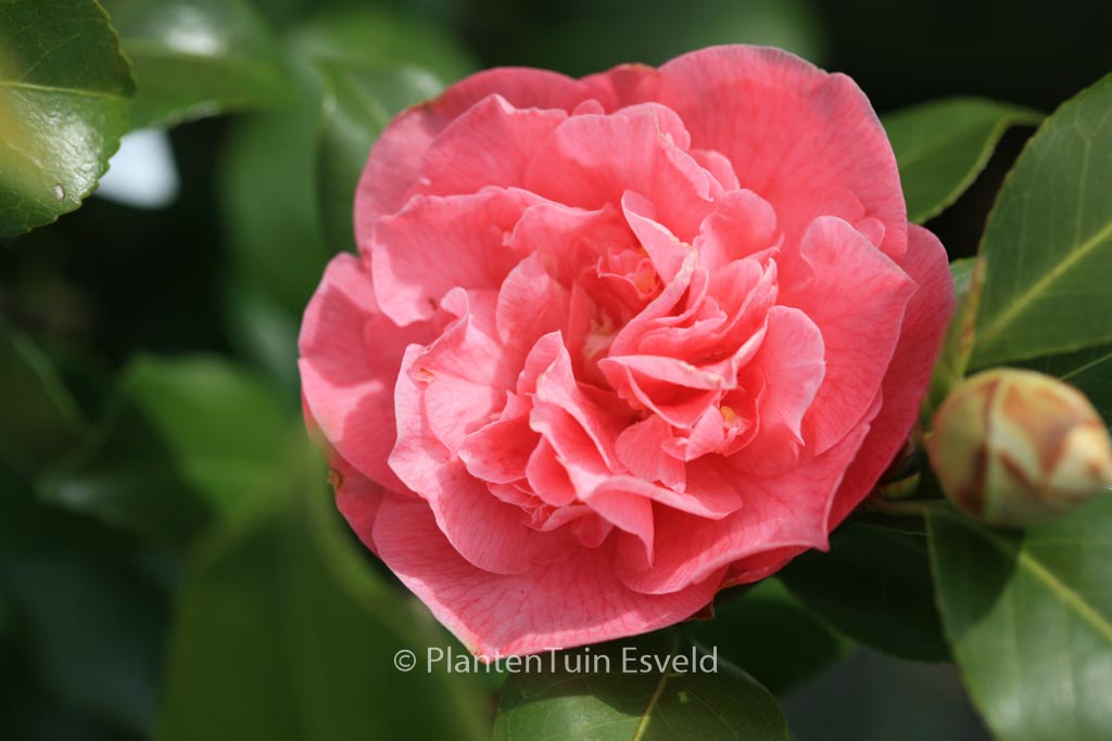 Camellia japonica ‘Marie Bracey’