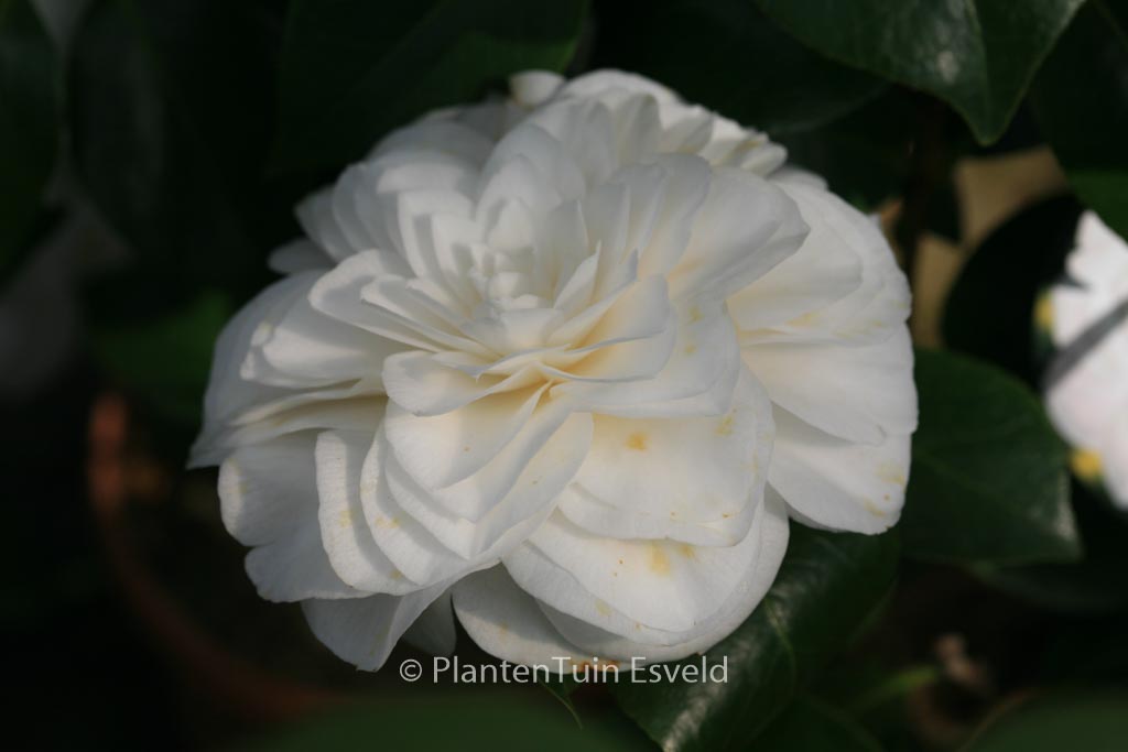 Camellia japonica ‘Nuccio’s Gem’