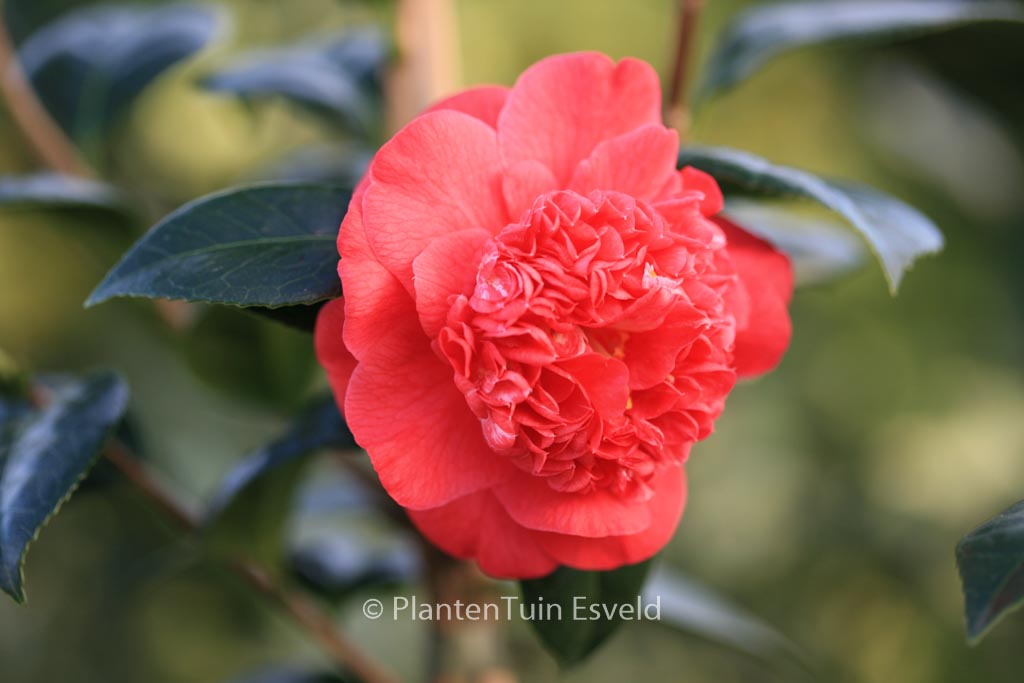 Camellia japonica ‘Red Fellow’
